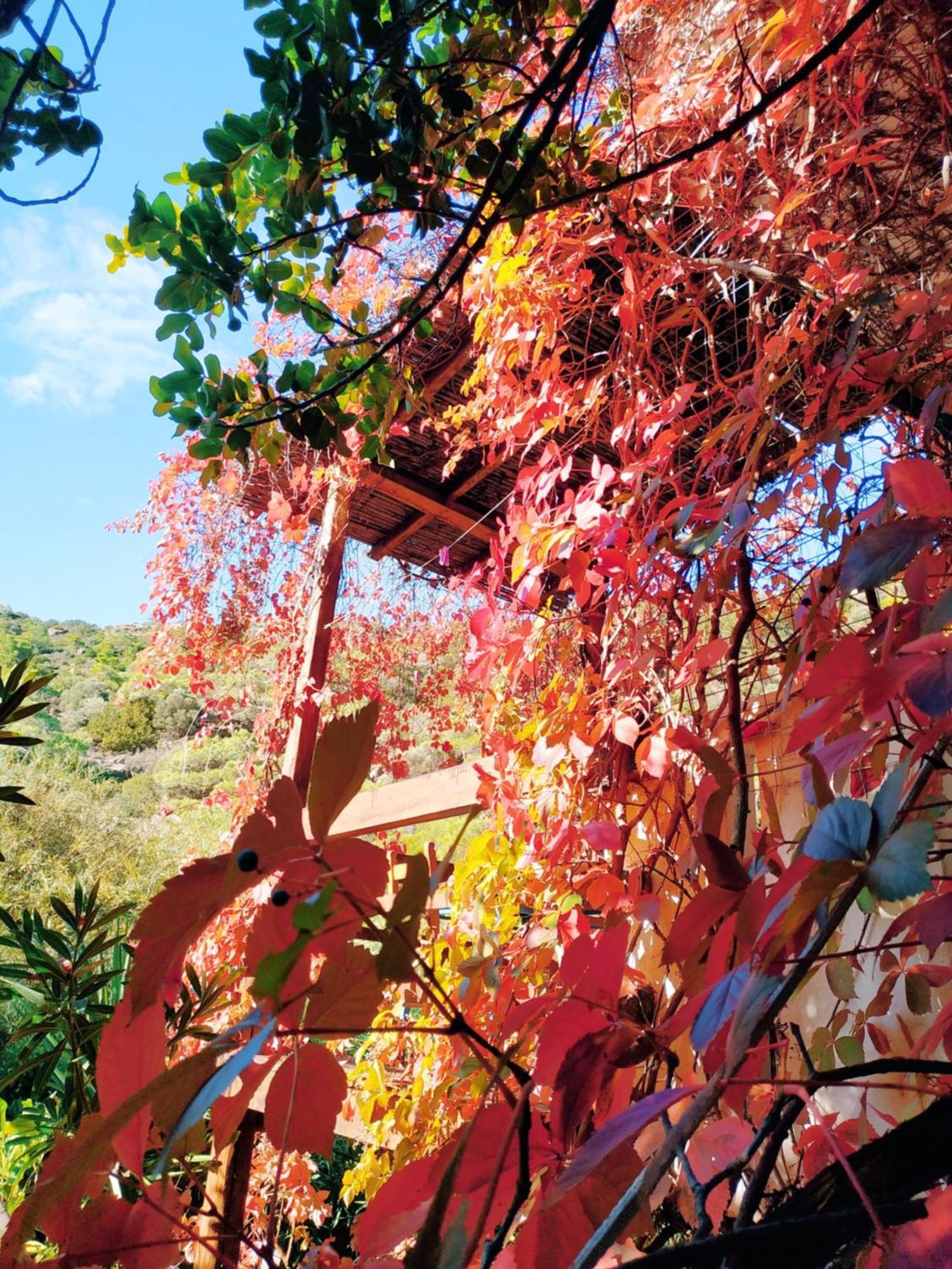 Oleander'S Garden Traditional Cretan Cottage Ferma Dış mekan fotoğraf