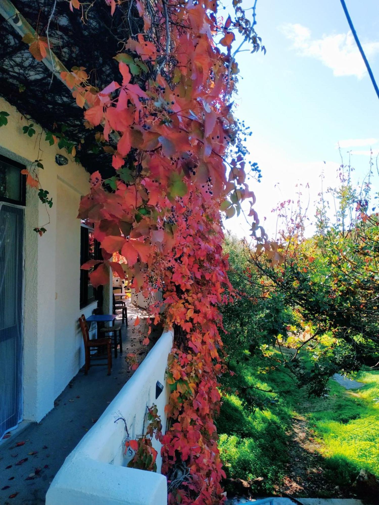 Oleander'S Garden Traditional Cretan Cottage Ferma Dış mekan fotoğraf